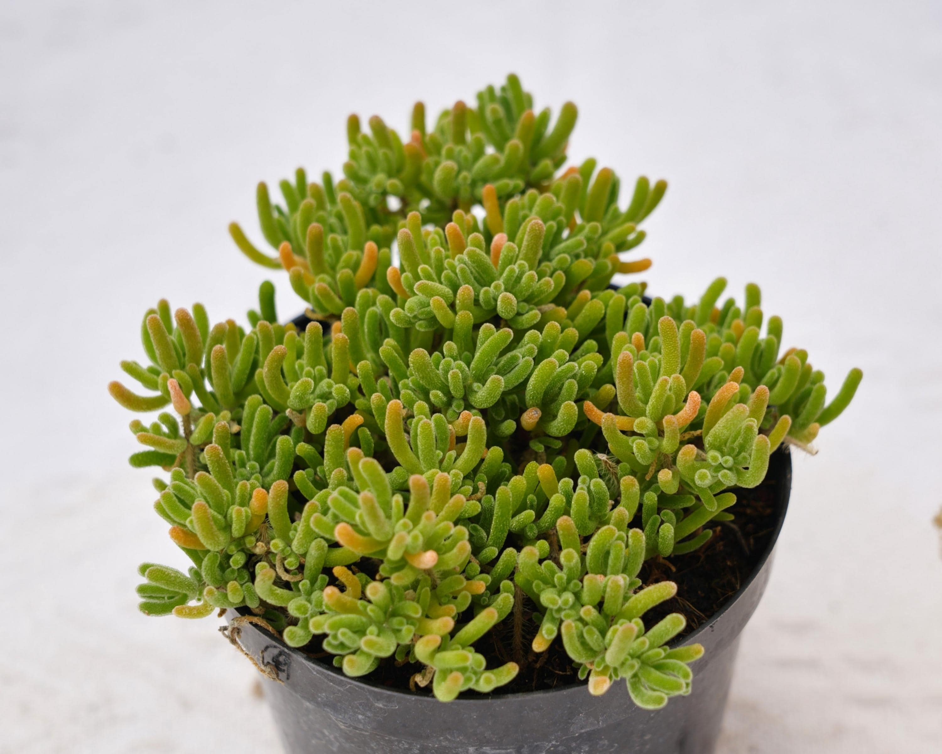 Drosanthemum - Etsy 日本