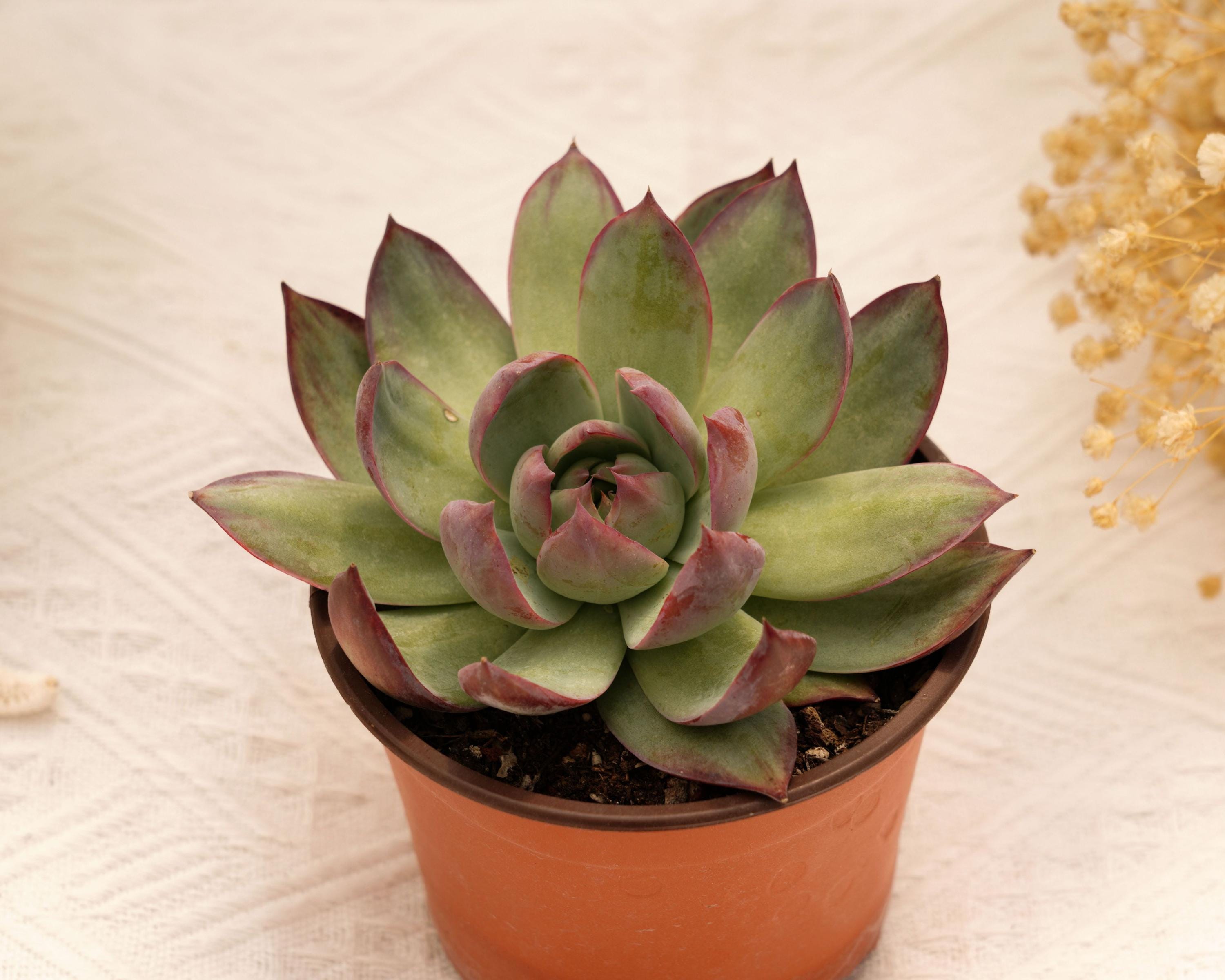 Top【選抜株】多肉植物 21064 カシオ18個 鉢無し/脱土 Echeveria casio