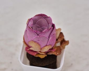 Greenovia Cherry Rose, Rare Succulent and Best Gift