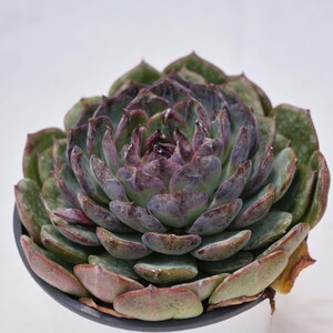 Echeveria Blue Enchantress - Etsy