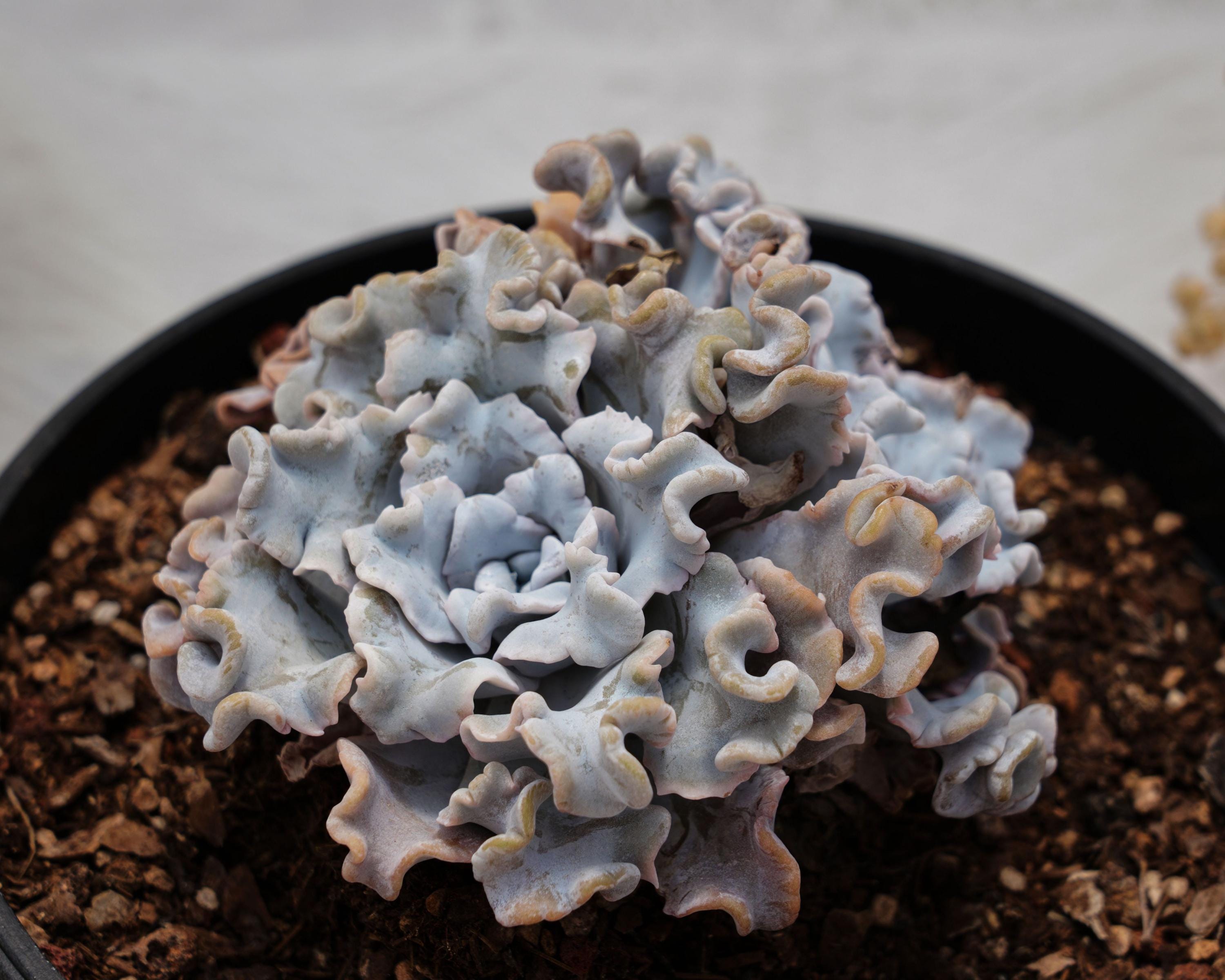 エケベリア ホワイト マディバ、珍しい多肉植物、最高の贈り物 - Etsy 日本
