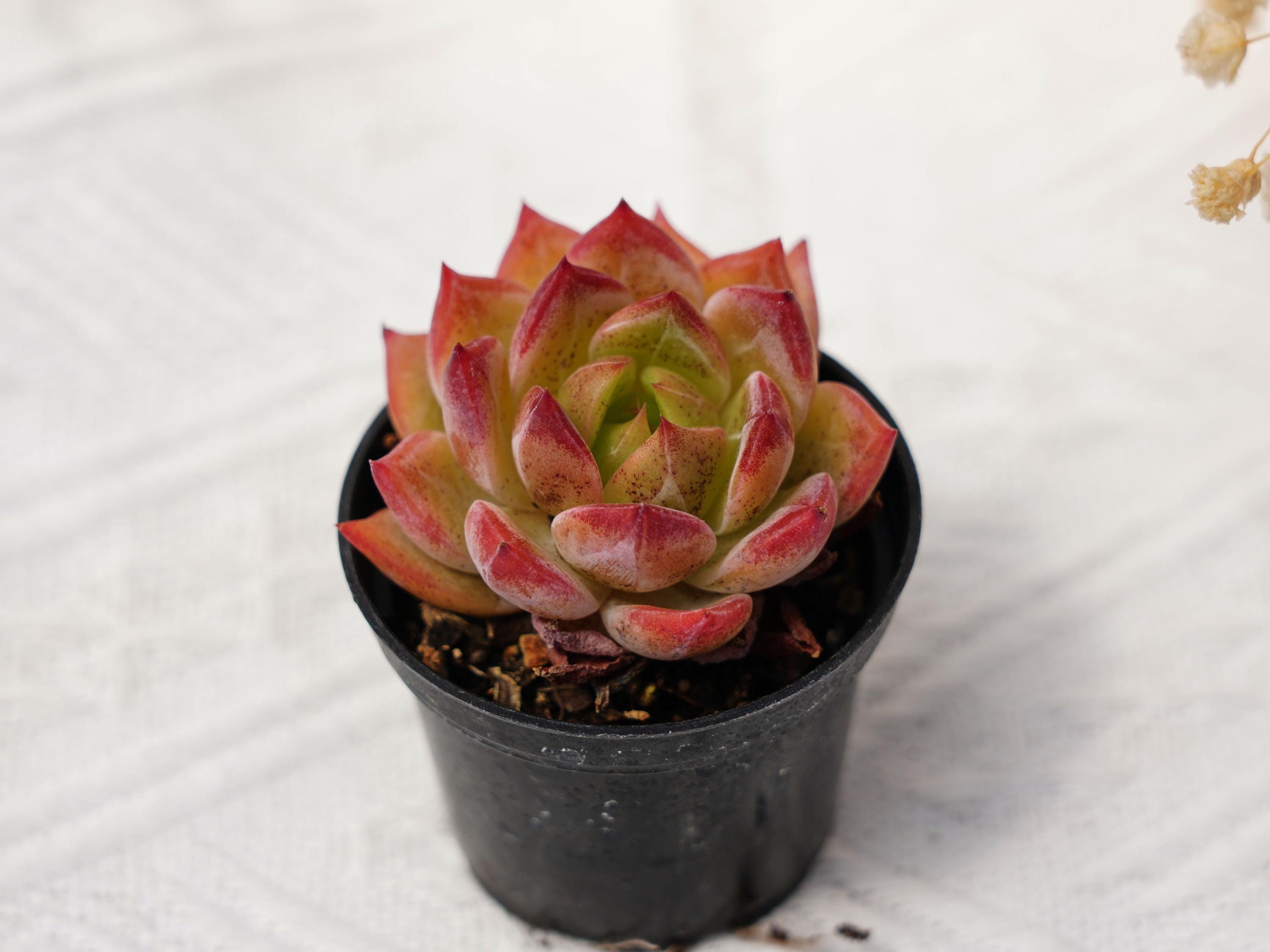 エケベリア ラブバード、珍しい多肉植物、最高の贈り物 - Etsy 日本