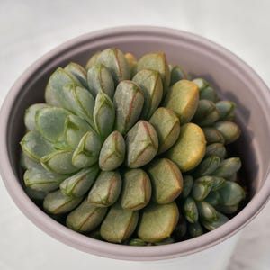 Graptoveria Amethorum,Rare Succulent and Best Gift