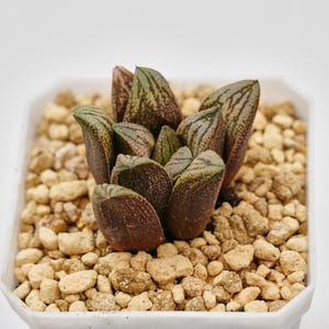 Renny's Haworthia - Etsy