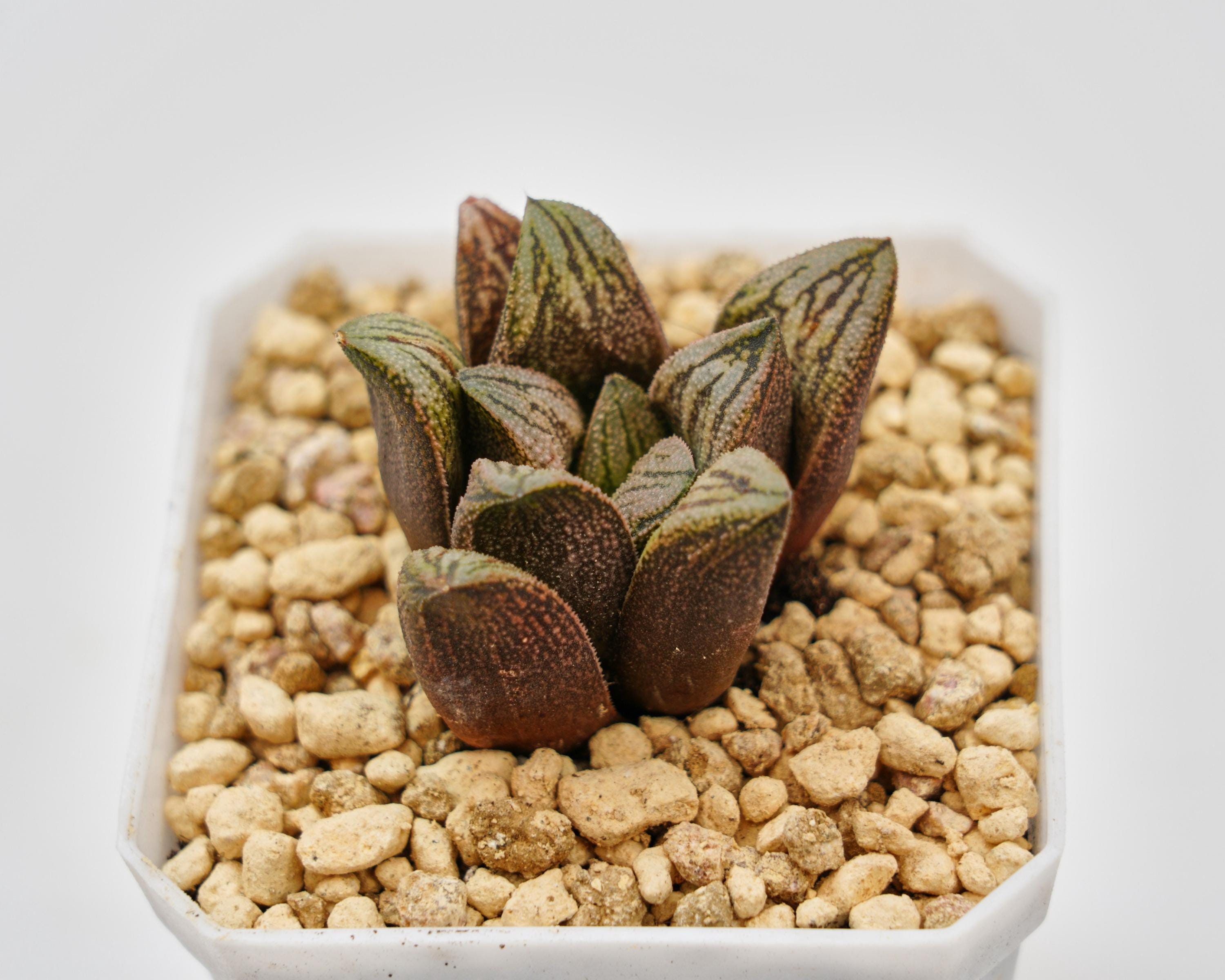 Renny's Etsy - ハオルチア 多肉植物 haworthia Haworthia 日本 0 抜き