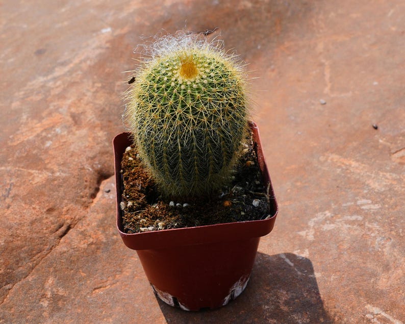 Echinocactus Grusonii - Thumbnail 5