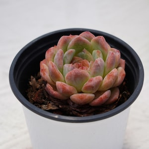 May include: A succulent plant with green and reddish-pink leaves, potted in a white and black plastic pot. The plant's leaves are tightly clustered, forming a rosette shape. The pot contains soil and bark.