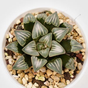 Haworthia Fountain of Mist, Rare Succulent and Best Gift