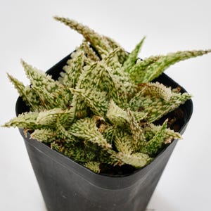 Aloe Compressa - Etsy