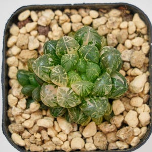 Haworthia Cooperi Plastic Skin Variegated, Rare Succulent and Best Gift