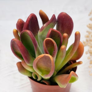 May include: A succulent plant with fleshy, green leaves that are tinged with red and orange. The plant is growing in a small brown pot.