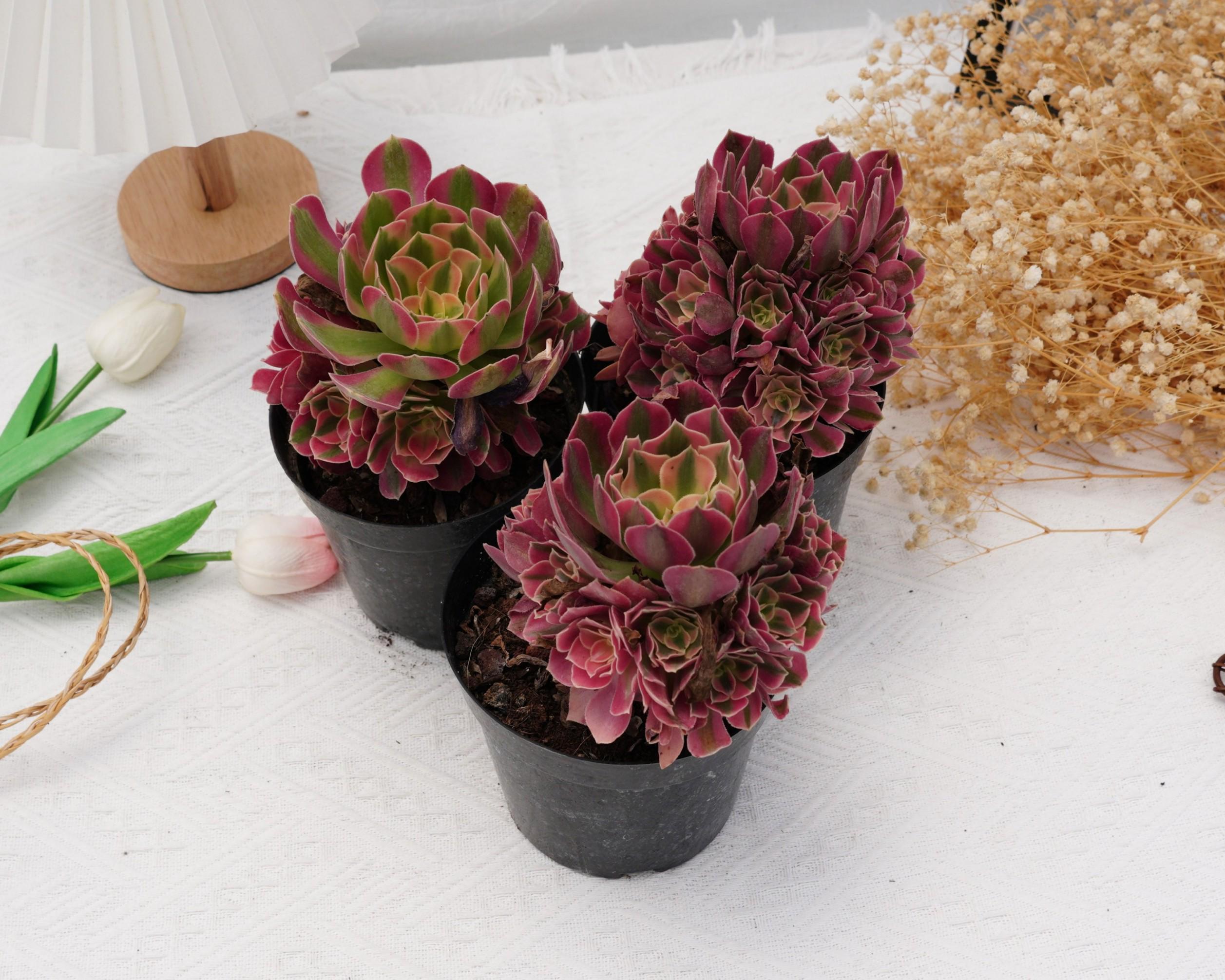 アエオニウム ピンクウィッチ、珍しい多肉植物、最高の贈り物 - Etsy 日本