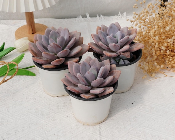 @Rabbit.Echeveria出品 il_fullxfull.6342470214_39j7.jpg