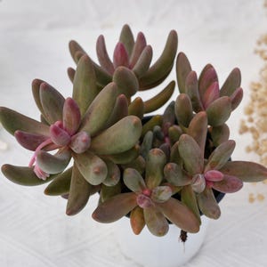 パキセダム・ガンゾウ、珍しい多肉植物、最高の贈り物