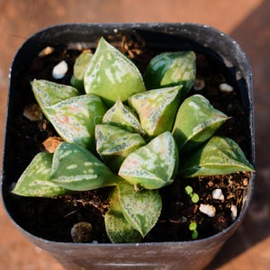 Haworthia Bronze Swallow Terrace, Rare Succulent and Best Gift