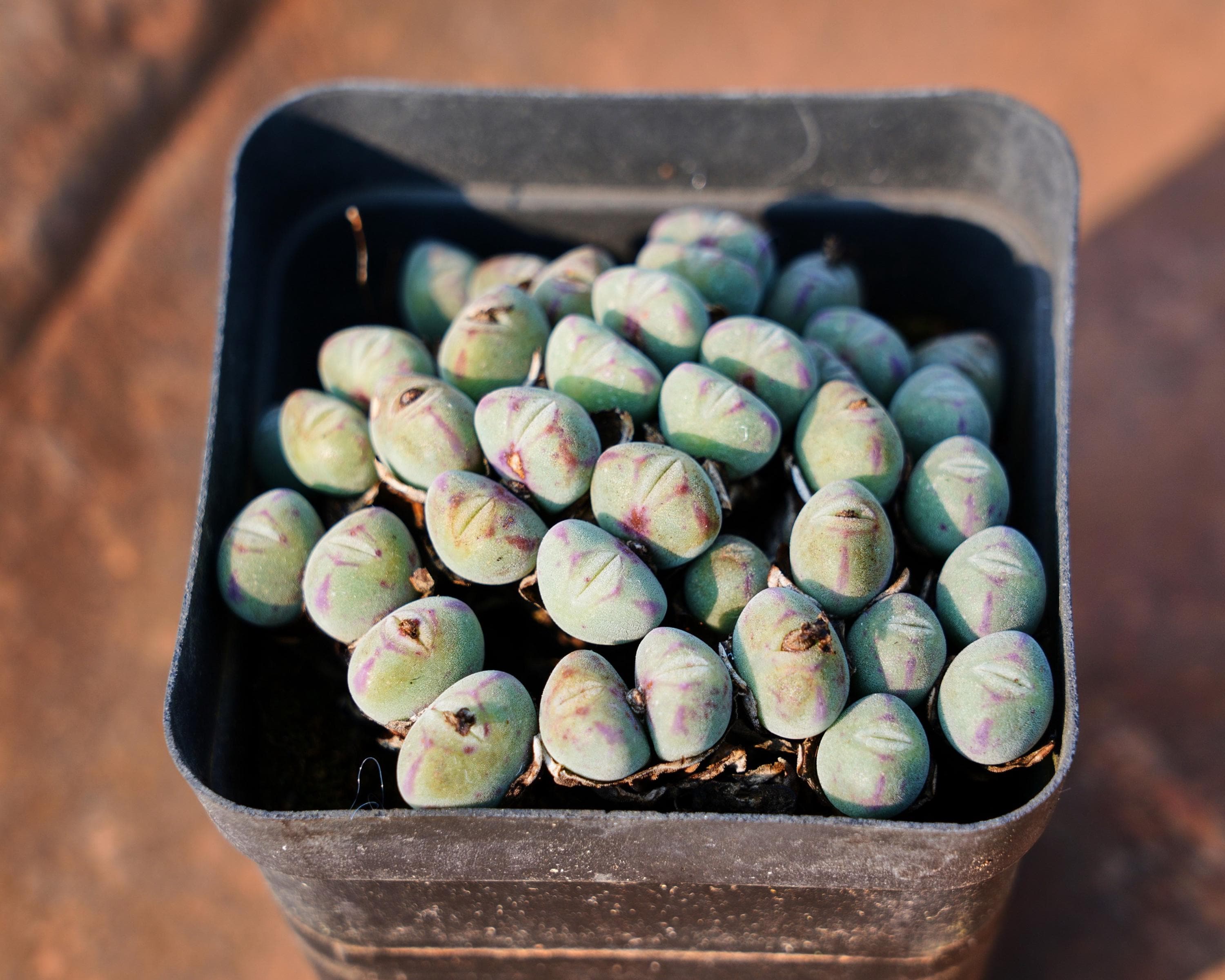 Conophytum bilobum - Etsy 日本