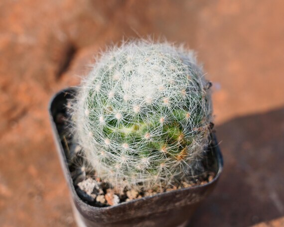 Mammillaria Baumii Boed, Rare Succulent and Best Gift - Etsy
