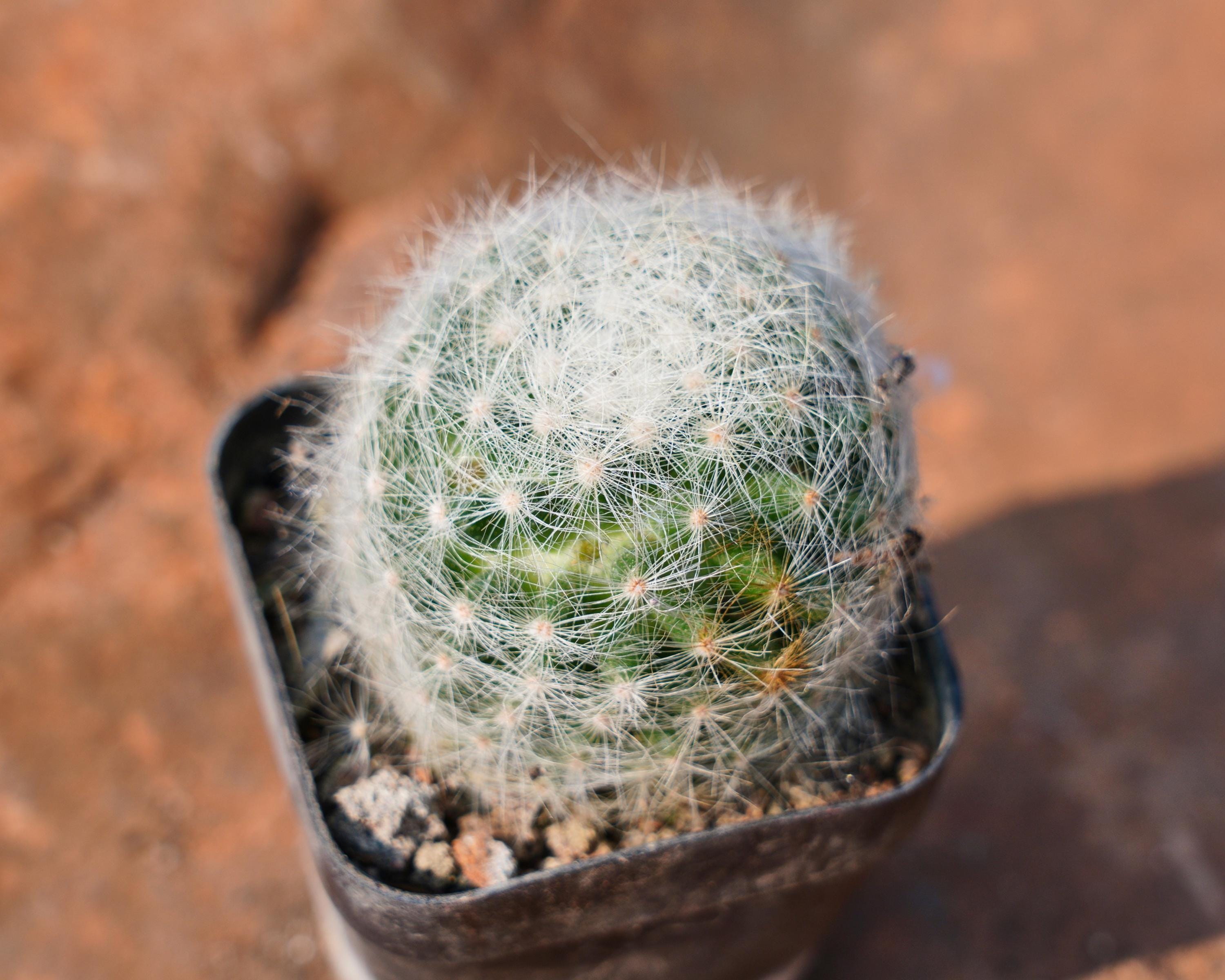 Mammillaria Baumii Boed, Rare Succulent and Best Gift - Etsy