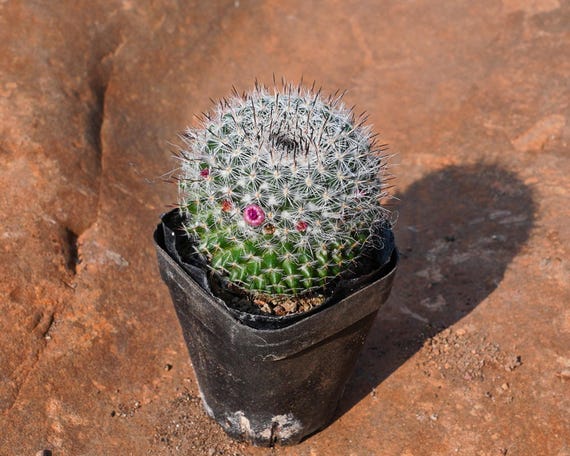 Mammillaria Hahniana Werderm, Rare Succulent and Best Gift - Etsy Israel