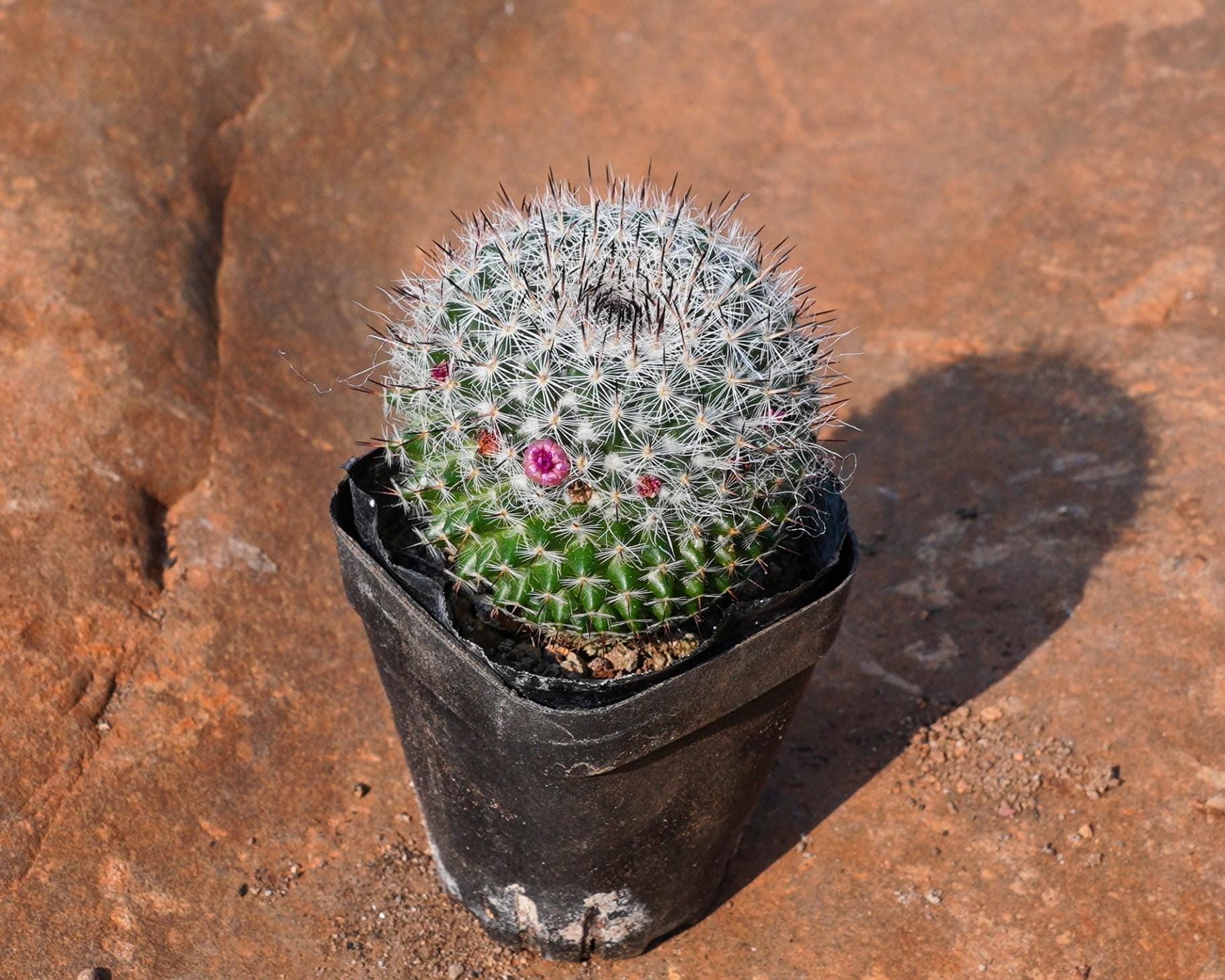 pitaya dragon fruit plant Hylocereus undatus (white-fleshed pitaya, dragon fruit)  Plant Material