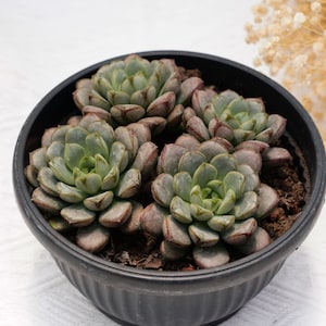 large plastic pot for plants Large Plastic Garden Plant Pots