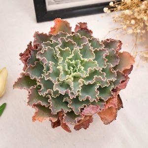 Könnte beinhalten: Nahaufnahme einer Sukkulentenpflanze mit gekräuselten, hellgrünen Blättern mit rosa und roten Rändern. Die Mitte der Pflanze ist heller grün. Die Pflanze befindet sich auf einer weißen Oberfläche.