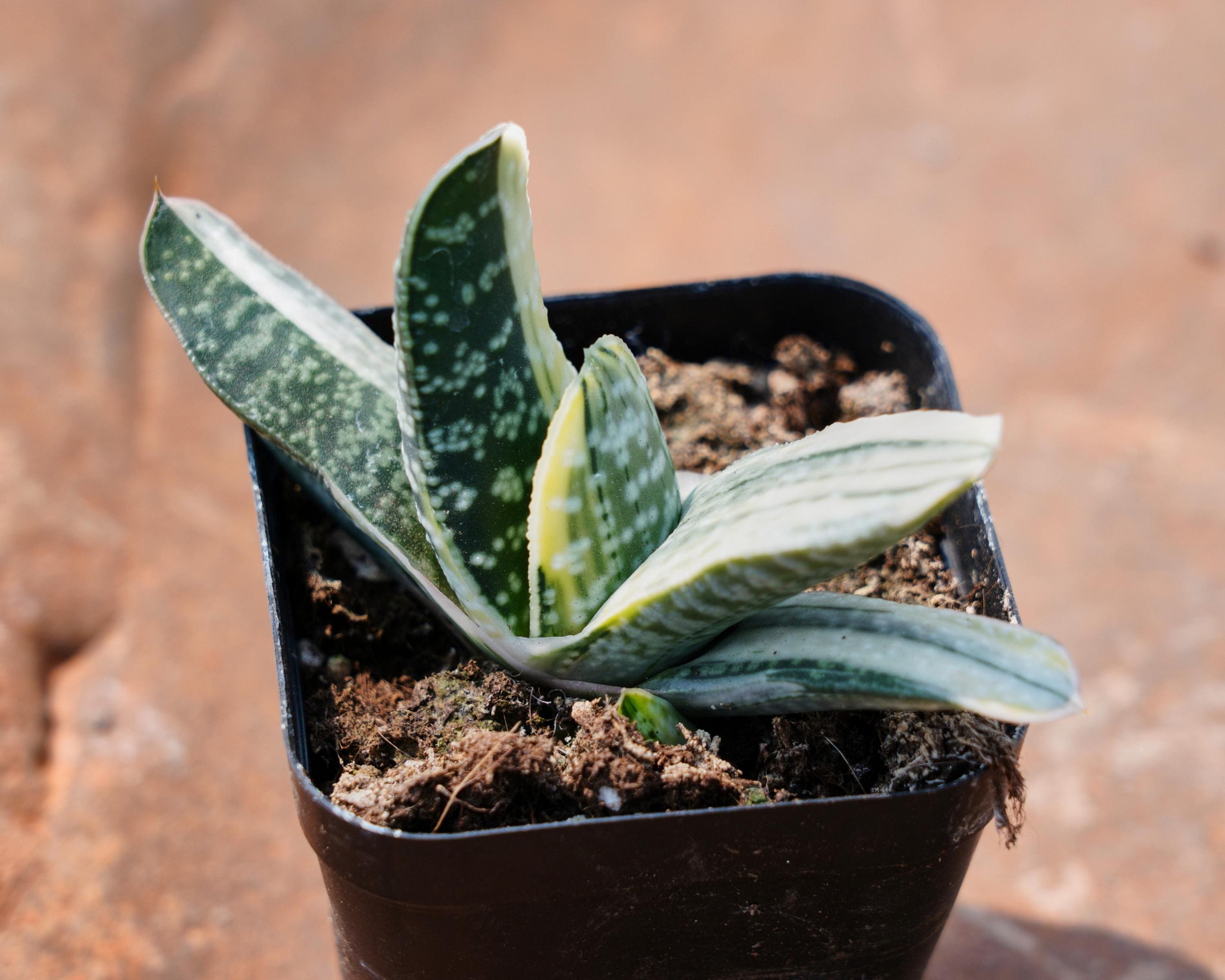 Gasteria Gracilis, Rare Succulent and Best Gift - Etsy Israel