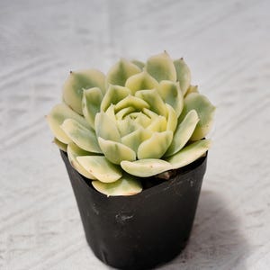 Echeveria Onslow, Rare Succulent and Best Gift