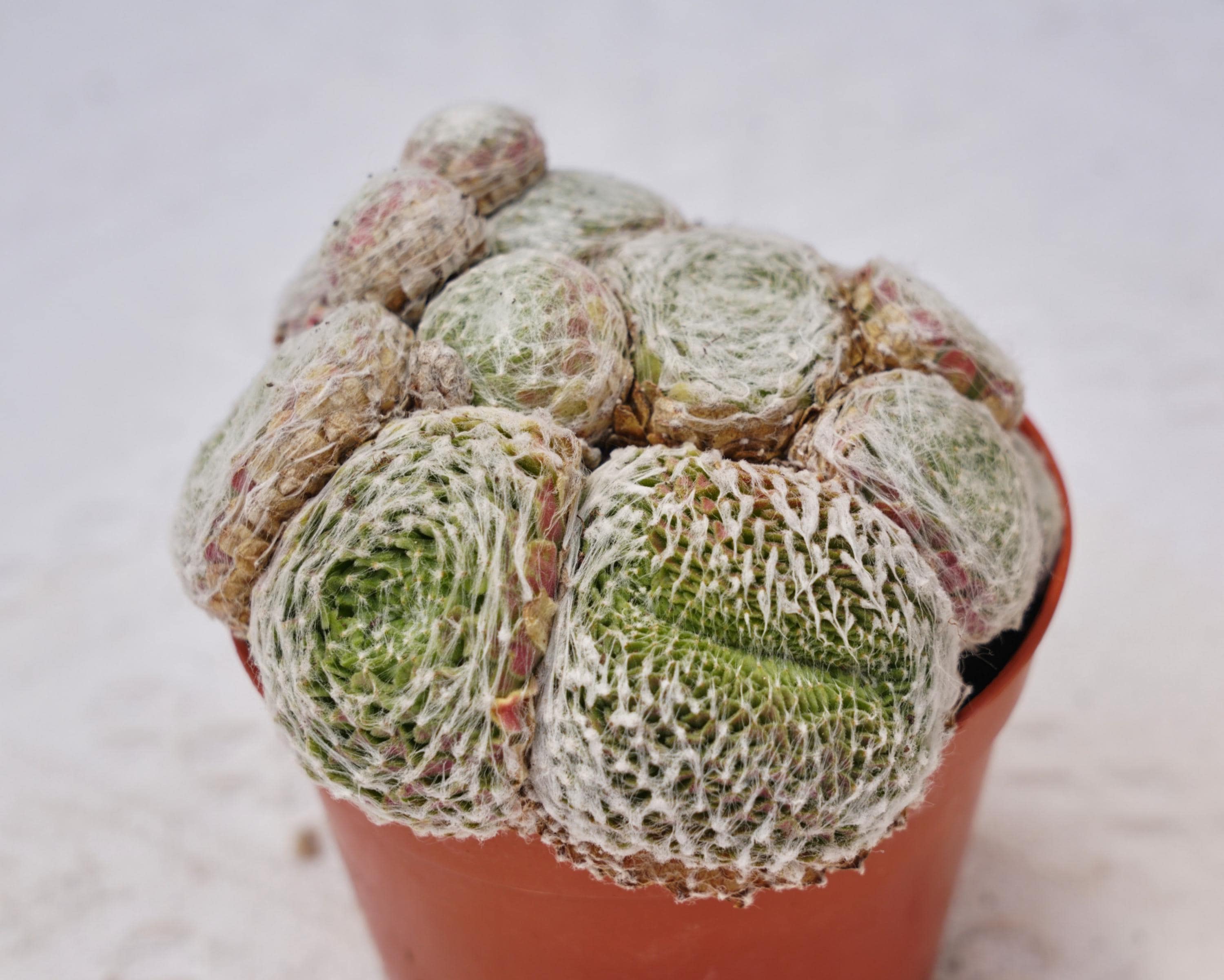 Sempervivum chick charms - Etsy 日本