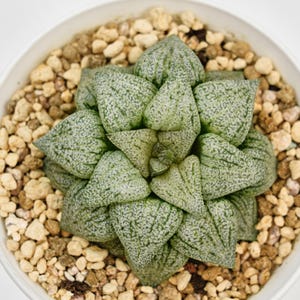 Haworthia Picta, Rare Succulent and Best Gift