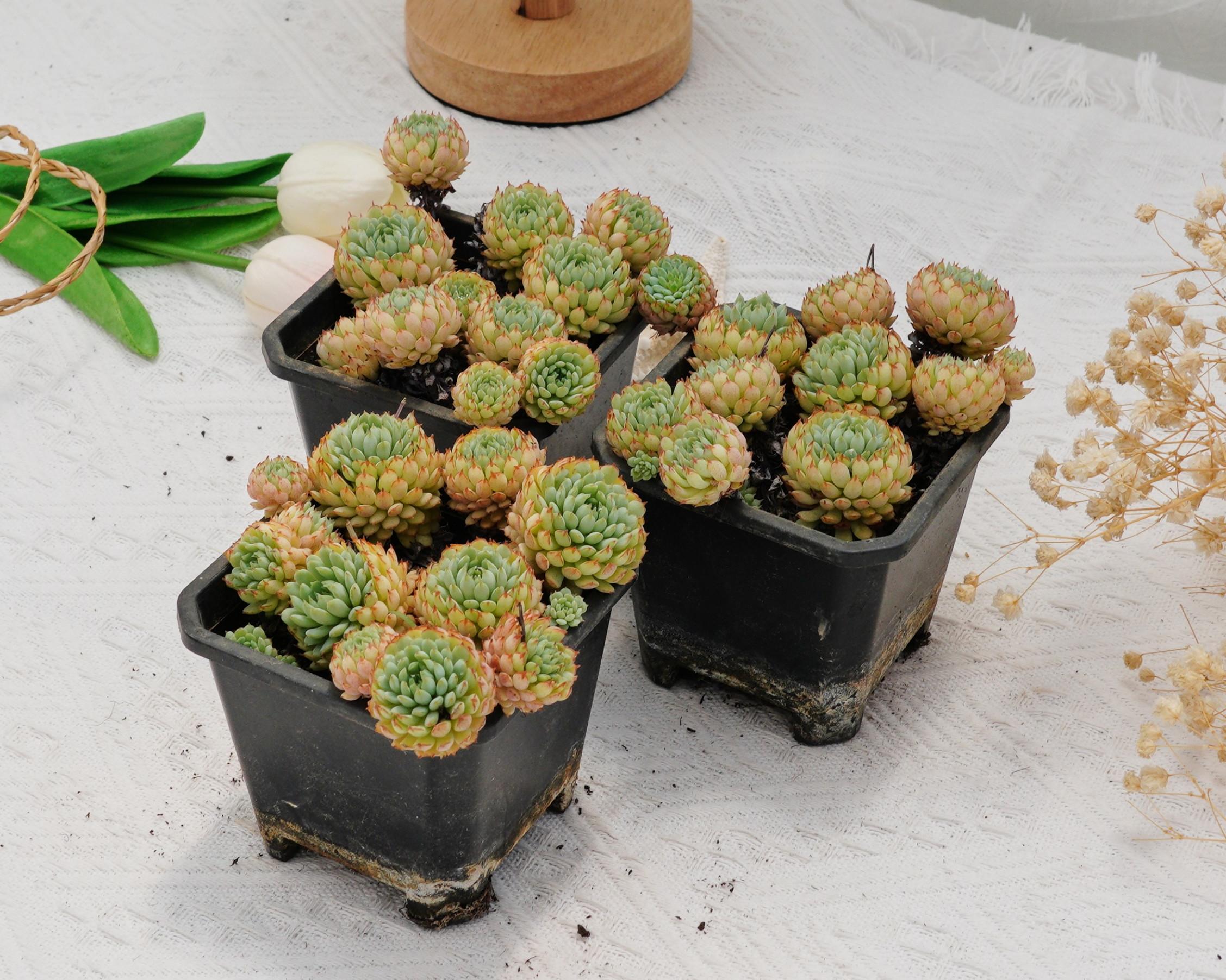 Echeveria Vincent Catto, Rare Succulent and Best Gift - Etsy
