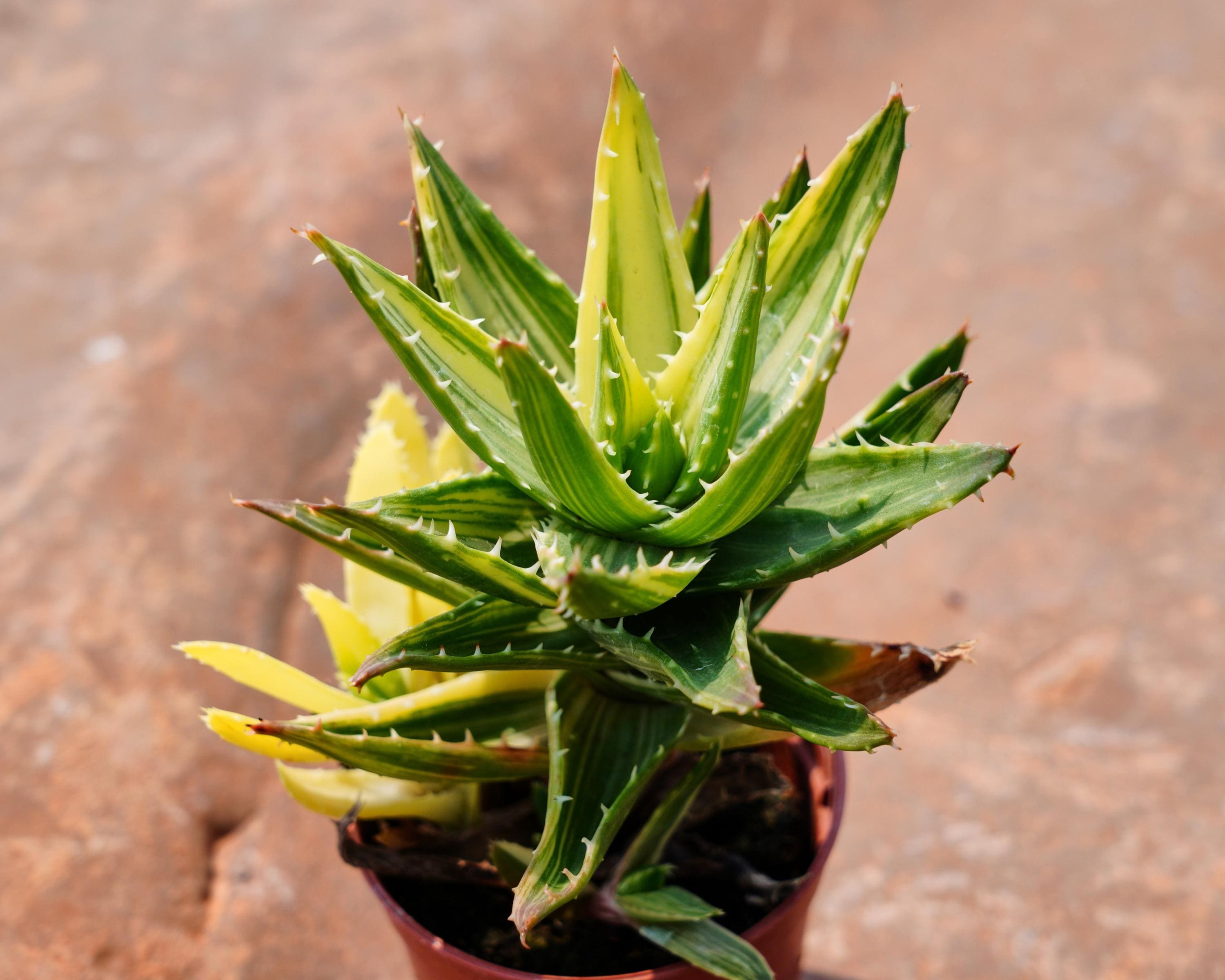 aloe vera gesichtsreinigung i+m Naturkosmetik Aloe Vera Reinigungscreme 100 ml