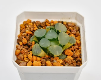 Haworthia Maughanii Luminous Cup Abigarrada, suculenta rara y el mejor regalo