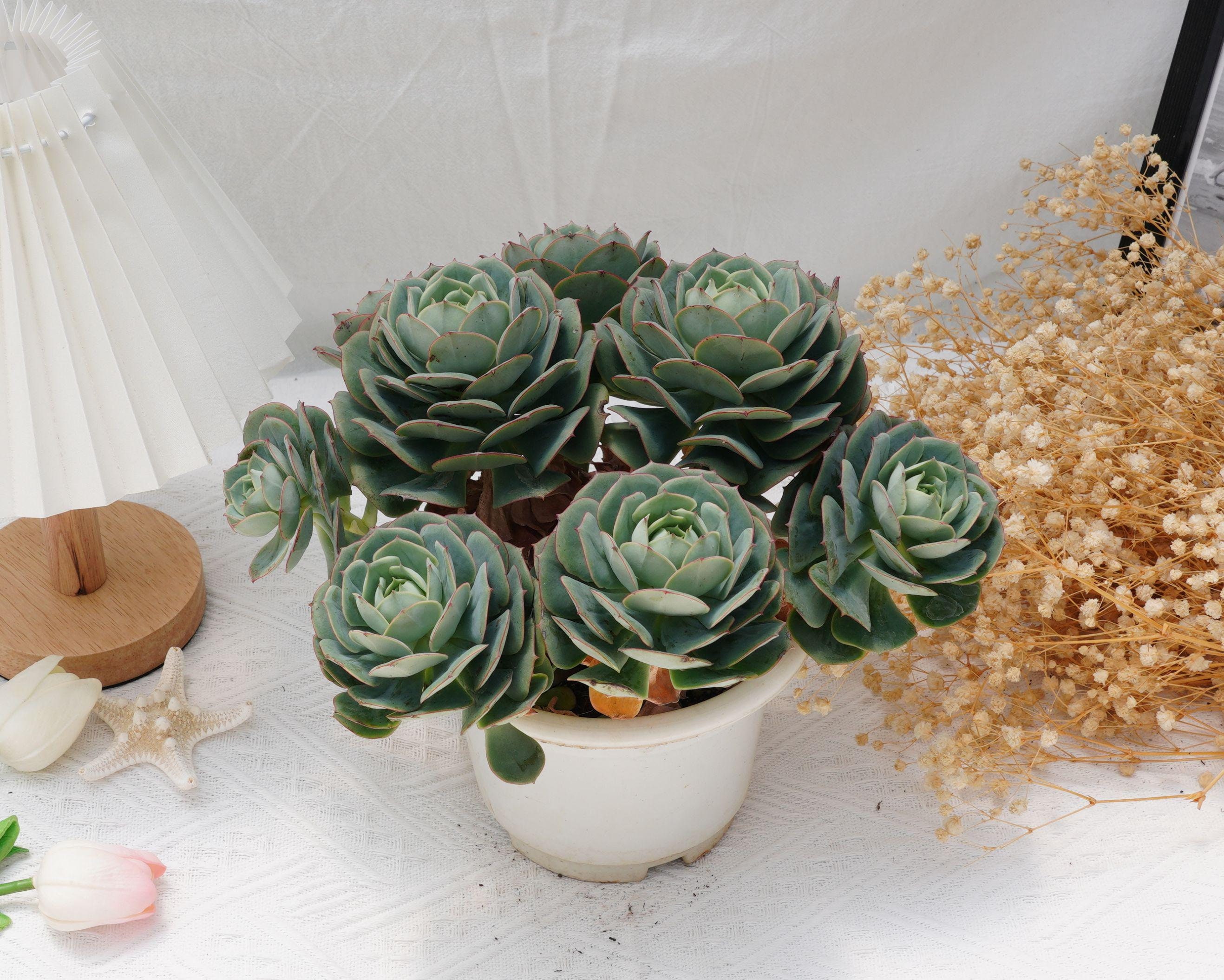 Echeveria Claudia Rose, Rare Succulent and Best Gift - Etsy