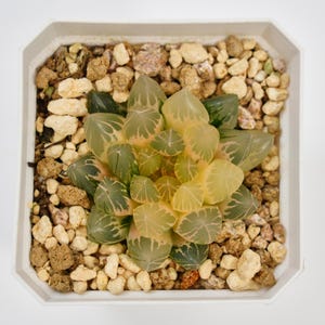 Haworthia Dragon Claw Variegated, Rare Succulent and Best Gift