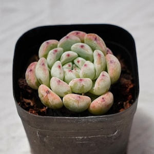 Könnte beinhalten: Eine kleine Sukkulente mit grünen Blättern und rosafarbenen Akzenten, die in einem schwarzen Plastiktopf wächst. Die Pflanze hat eine Rosettenform mit vielen Blättern.