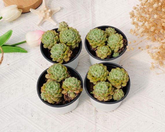 エケベリア パンダフェイス、珍しい多肉植物、最高の贈り物 - Etsy 日本