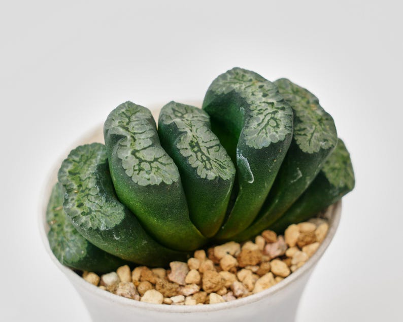 Haworthia Maughanii Green Mountain - Thumbnail 2