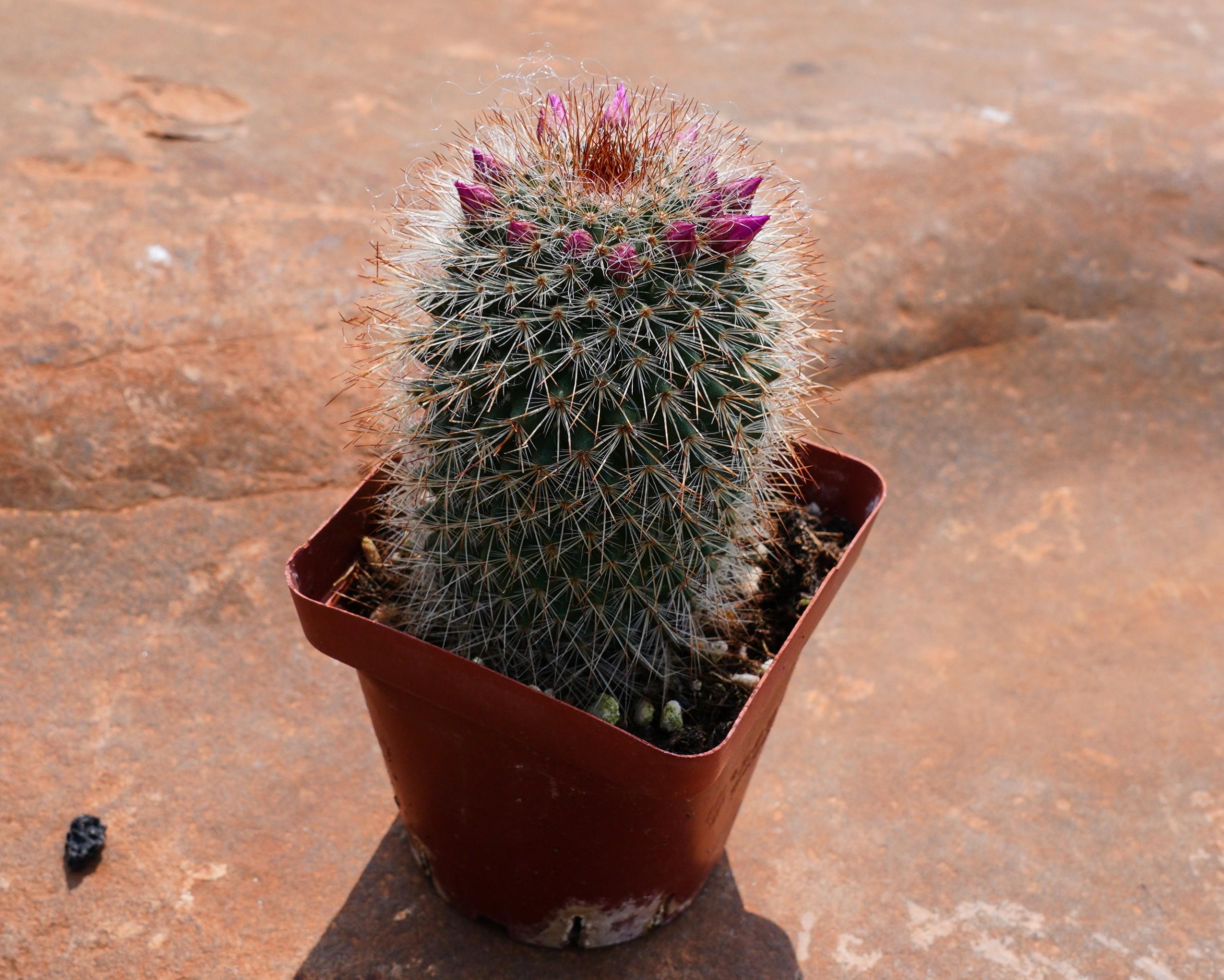 Mammillaria Spinosissima, Rare Succulent and Best Gift