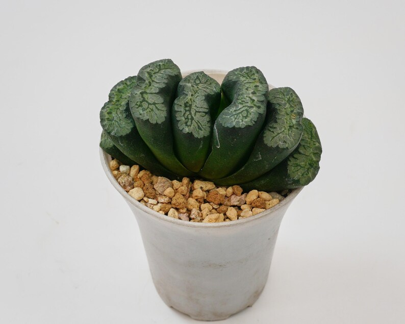Haworthia Maughanii Green Mountain - Thumbnail 4