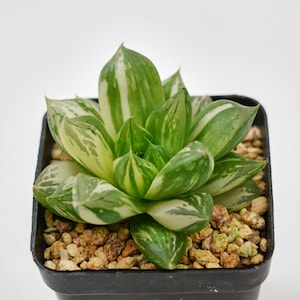 Haworthia Cymbiformis bont, zeldzaam sappig en het beste cadeau