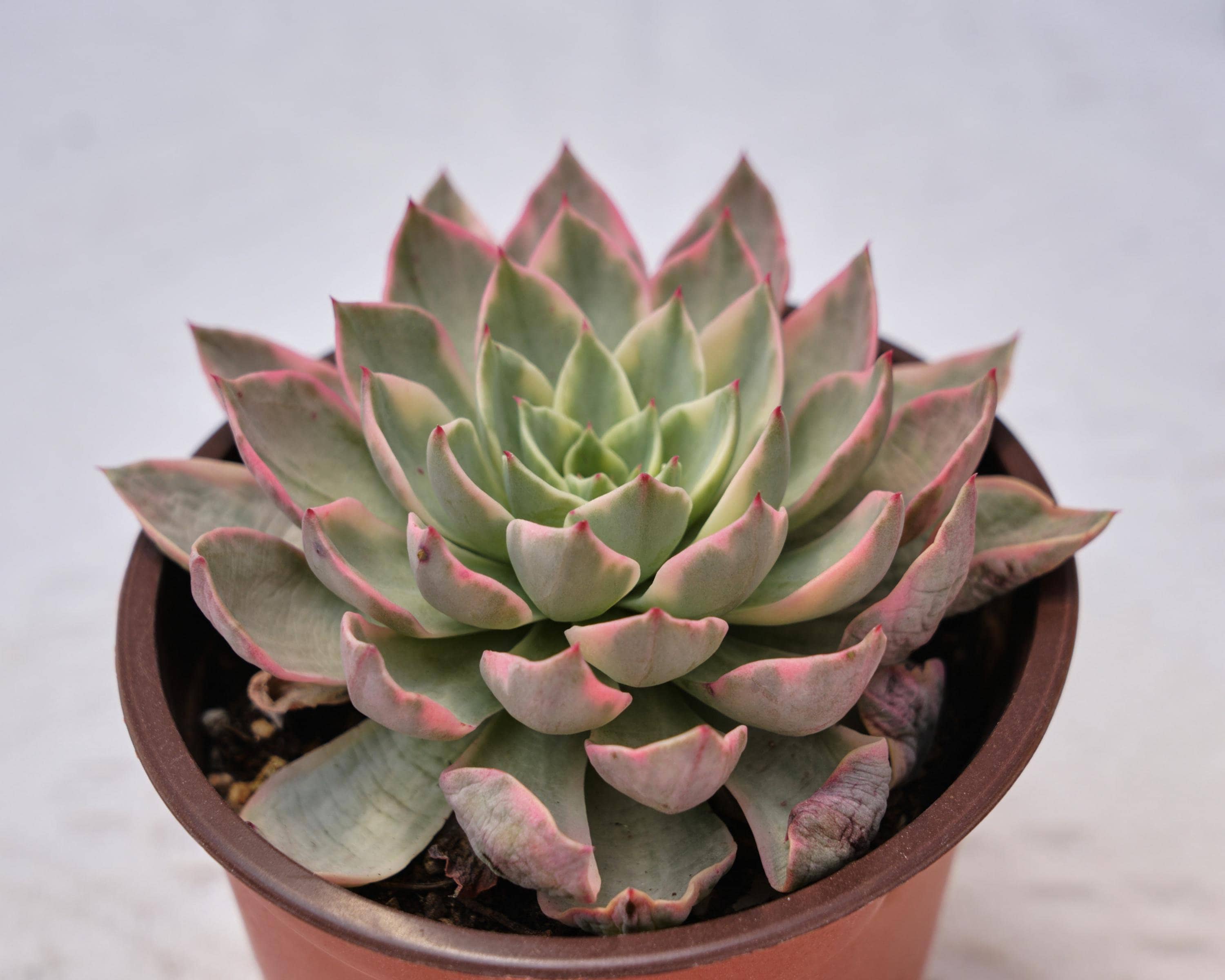 エケベリア ヘラ 斑入り、珍しい多肉植物、最高の贈り物 - Etsy 日本