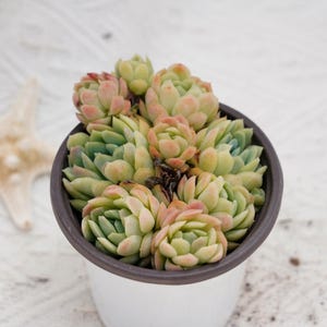 Echeveria Ice Rose Variegated, Rare Succulent and Best Gift