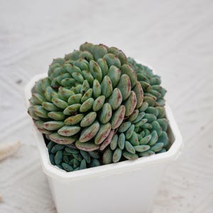 May include: A vibrant green succulent plant with reddish edges, potted in a white square container. The plant's leaves are tightly clustered, creating a textured appearance. The background is a light, neutral color, highlighting the plant's colors and form.