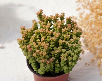 cheap outdoor pots for plants Copper Planters for Outdoor Gardens main image 0
