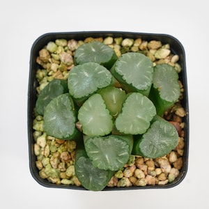 Haworthia Truncata Angle, Rare Succulent and Best Gift