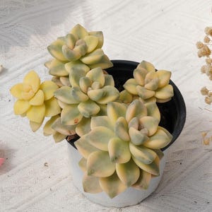 Graptoveria Paraguayense Bernalense Variegated, Rare Succulent and Best Gift