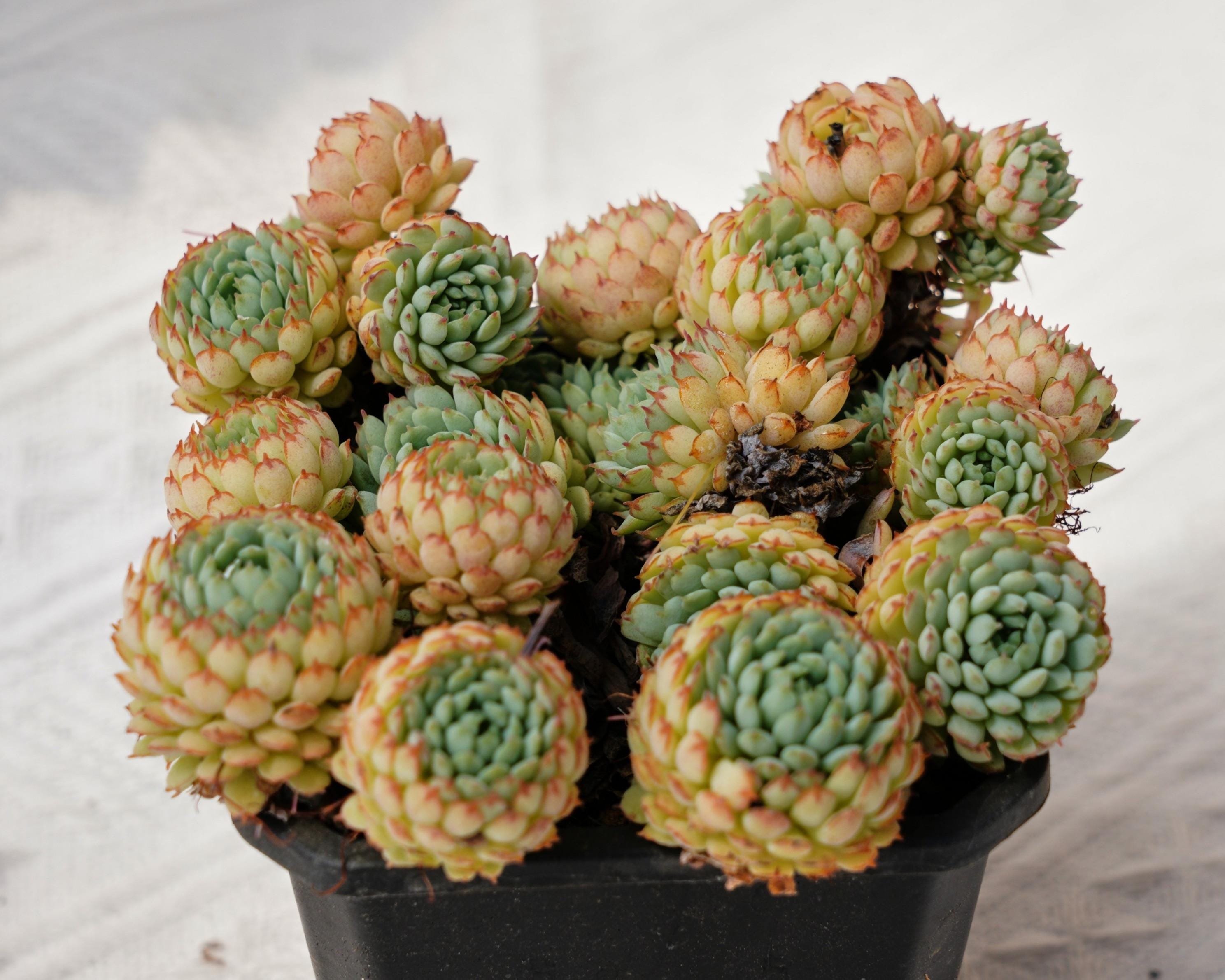 多肉植物　ビンセントカトー×ラウイ　カット苗 多肉植物🌱ビンセントカトー ✕ラウイ🌱カット3苗Vincent Cattoの通販