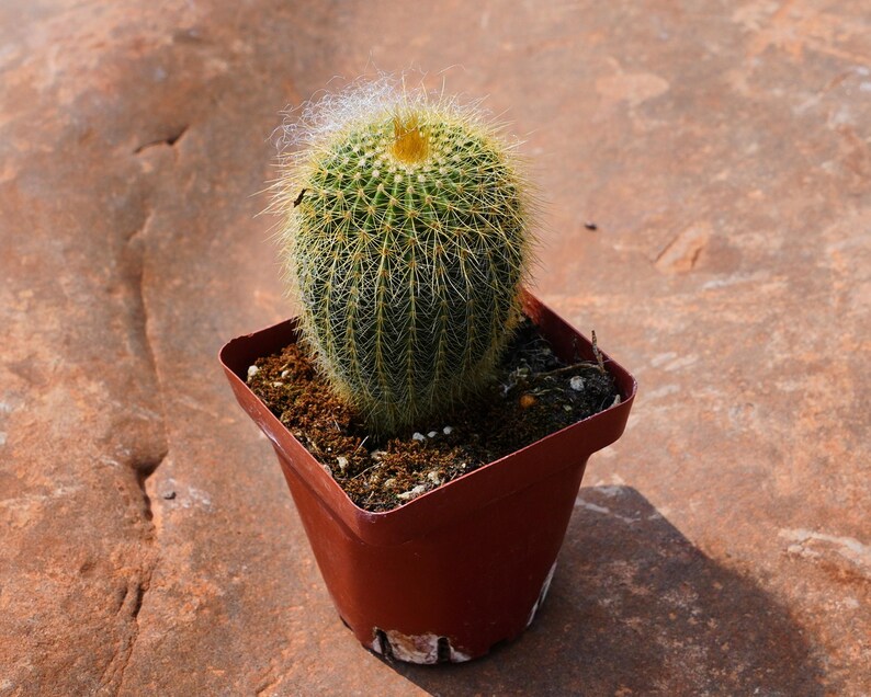 Echinocactus Grusonii - Thumbnail 3