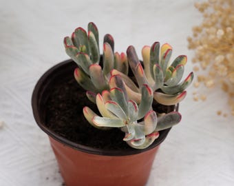 Cotyledon Orbiculata Long Leaf Variegated, Rare Succulent and Best Gift
